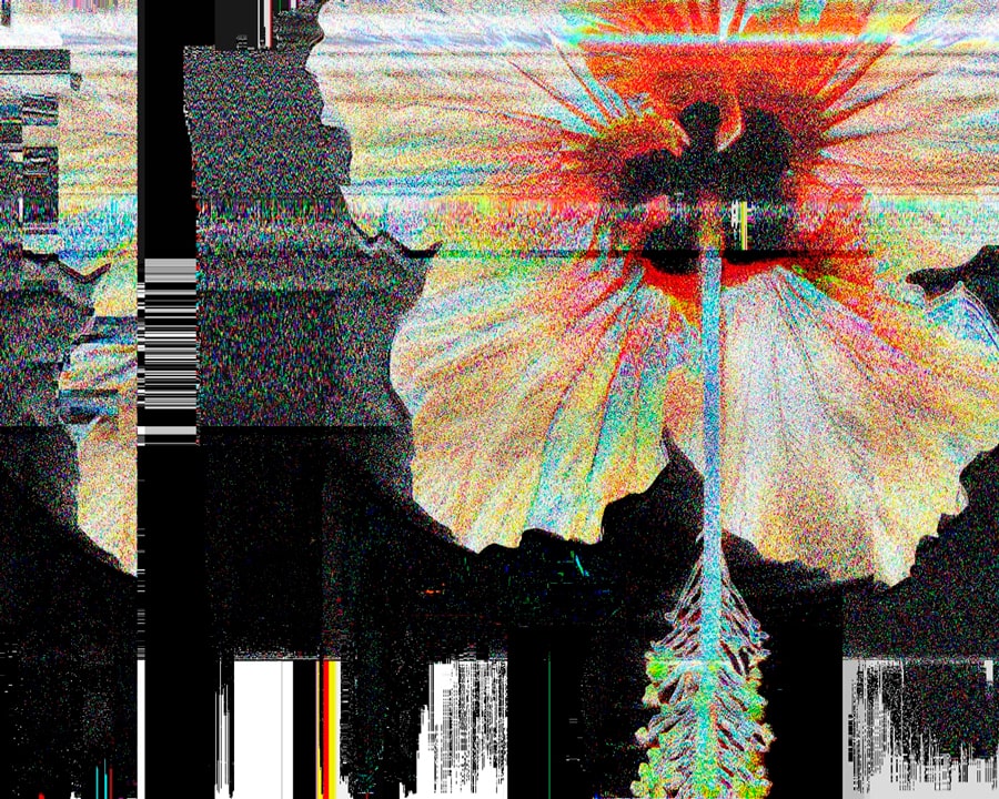 Close‑up of an audio‑reactive glitch flower, showing detailed petals dissolving into pixels in Nature signal.